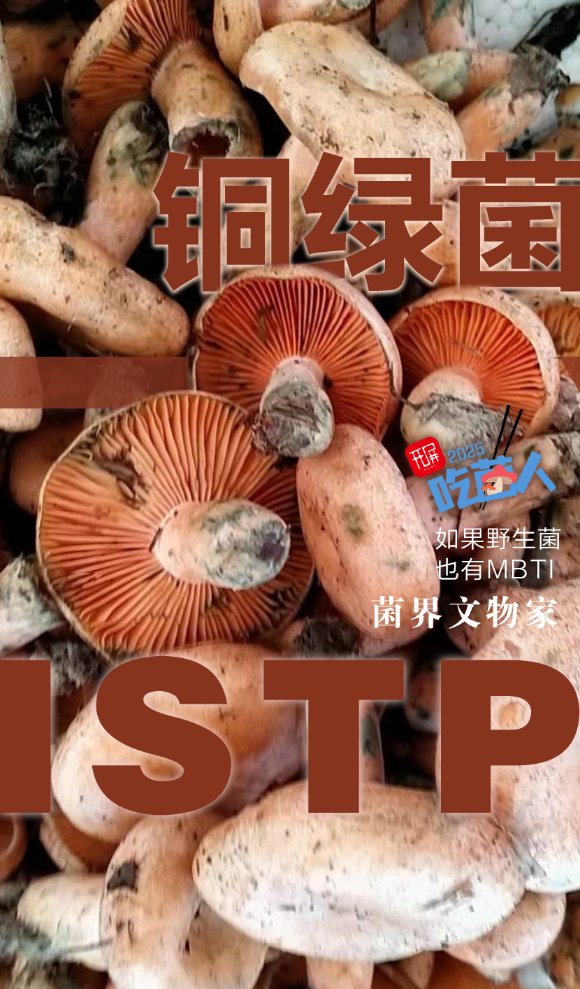 野生菌MBTI