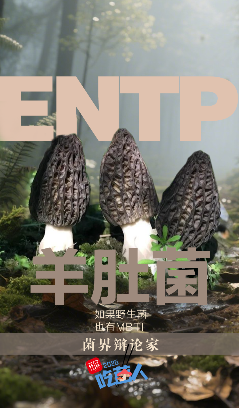 野生菌MBTI
