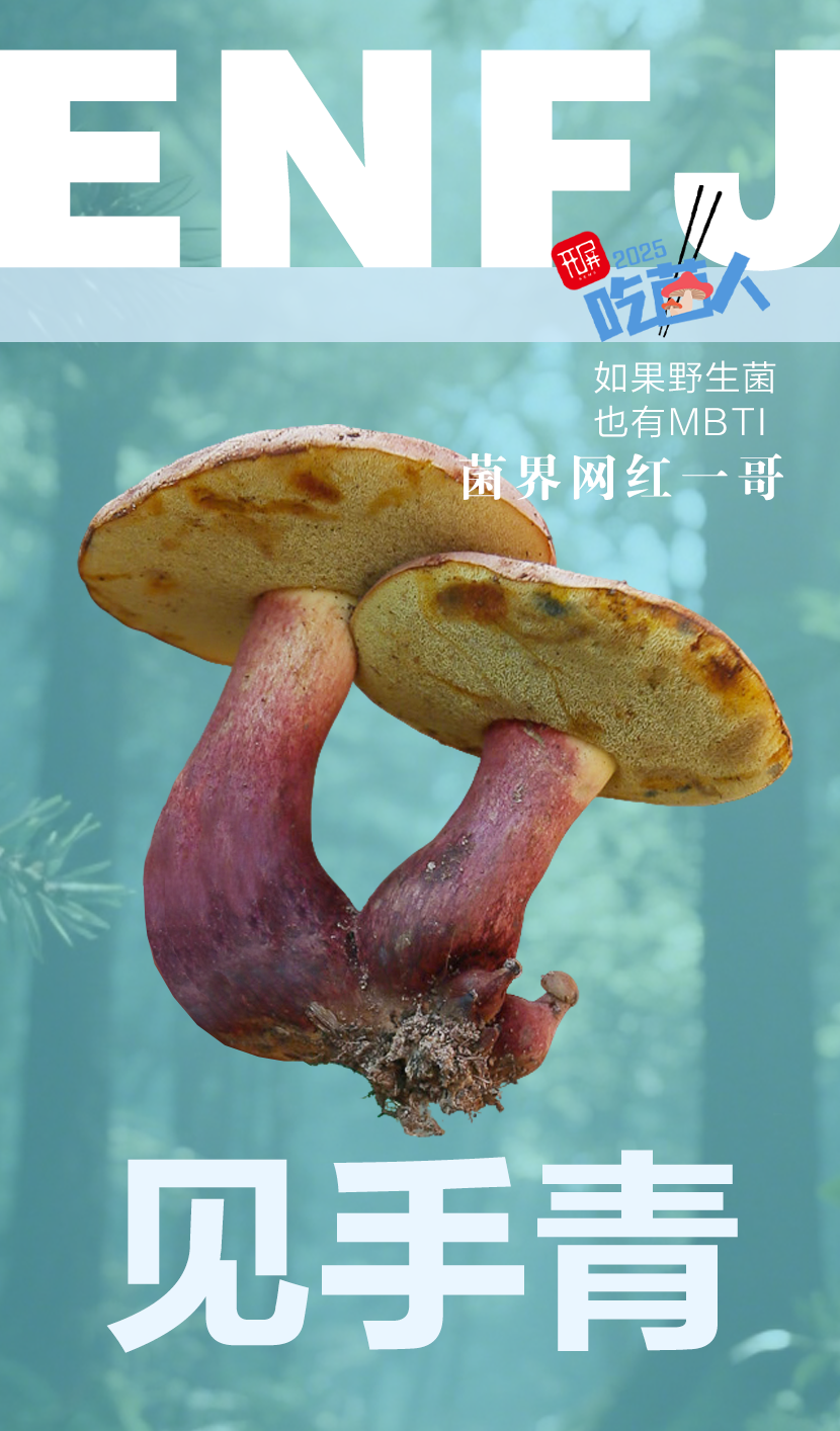 野生菌MBTI