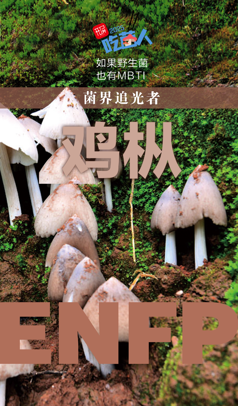 野生菌MBTI