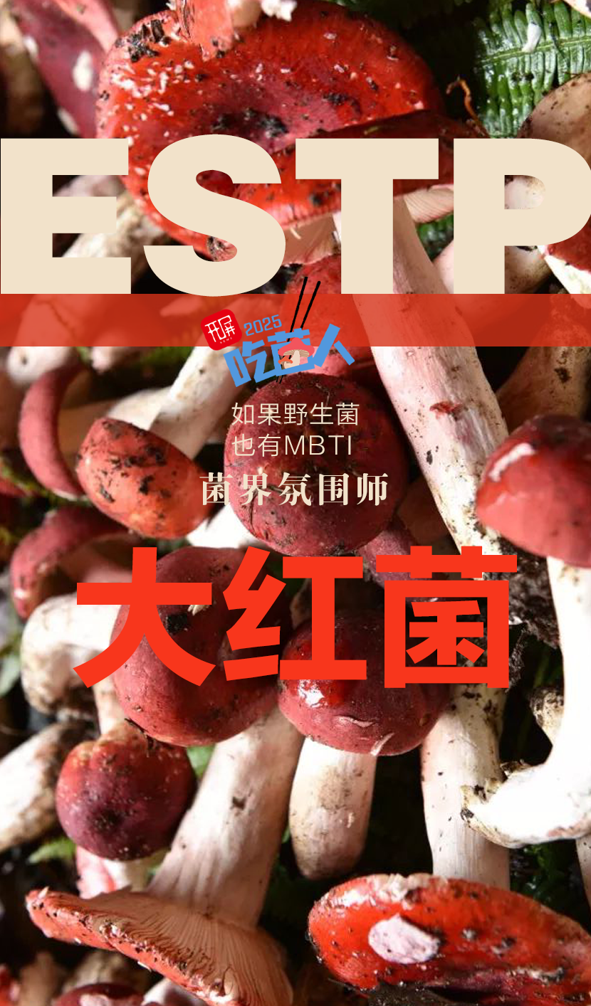 野生菌MBTI