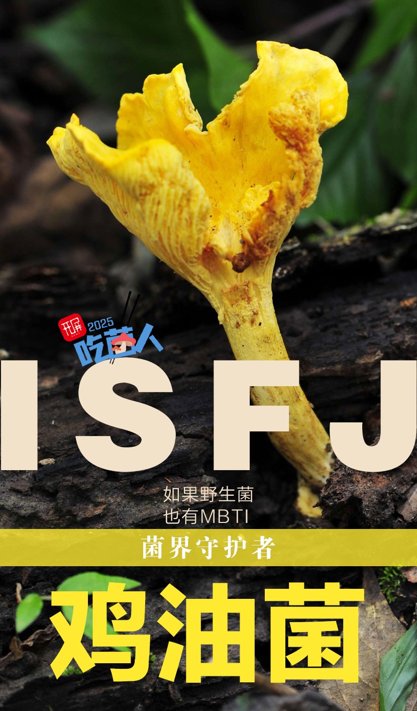 野生菌MBTI
