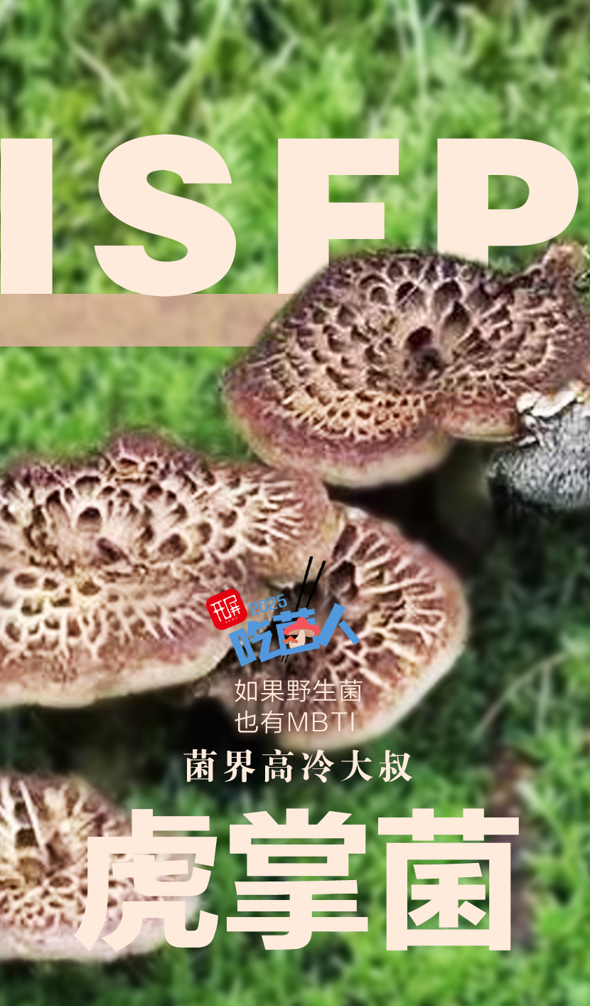 野生菌MBTI